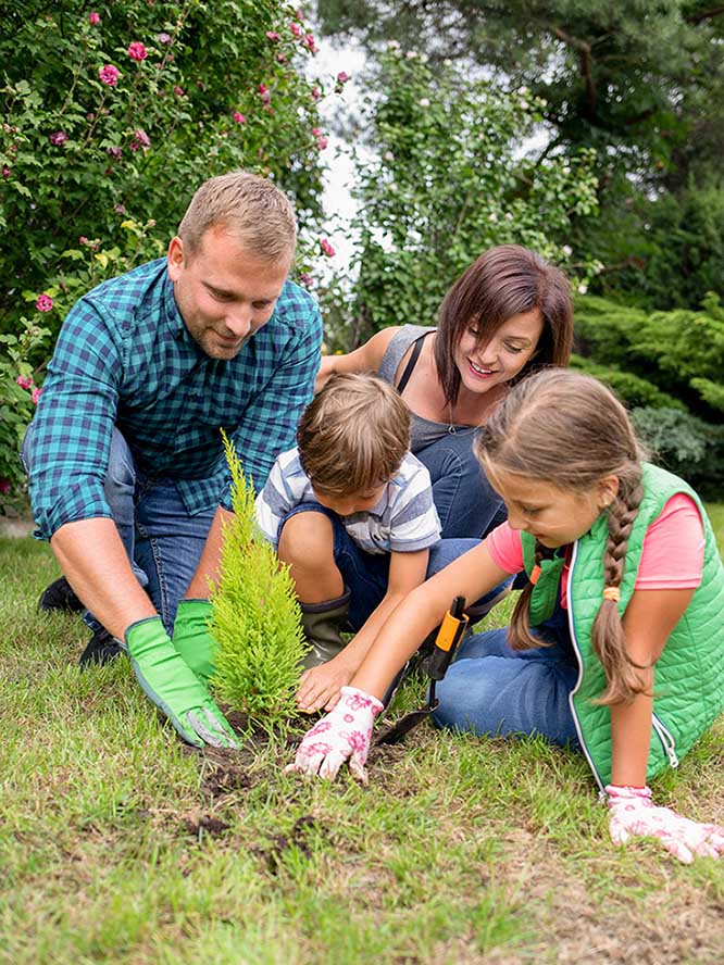 A mom and dad with boy and girl planting tree.