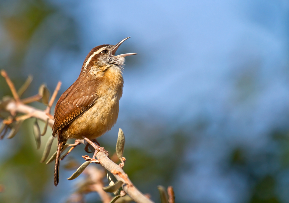 An amber colored songbird on a tree branch singing praise to Mother Earth