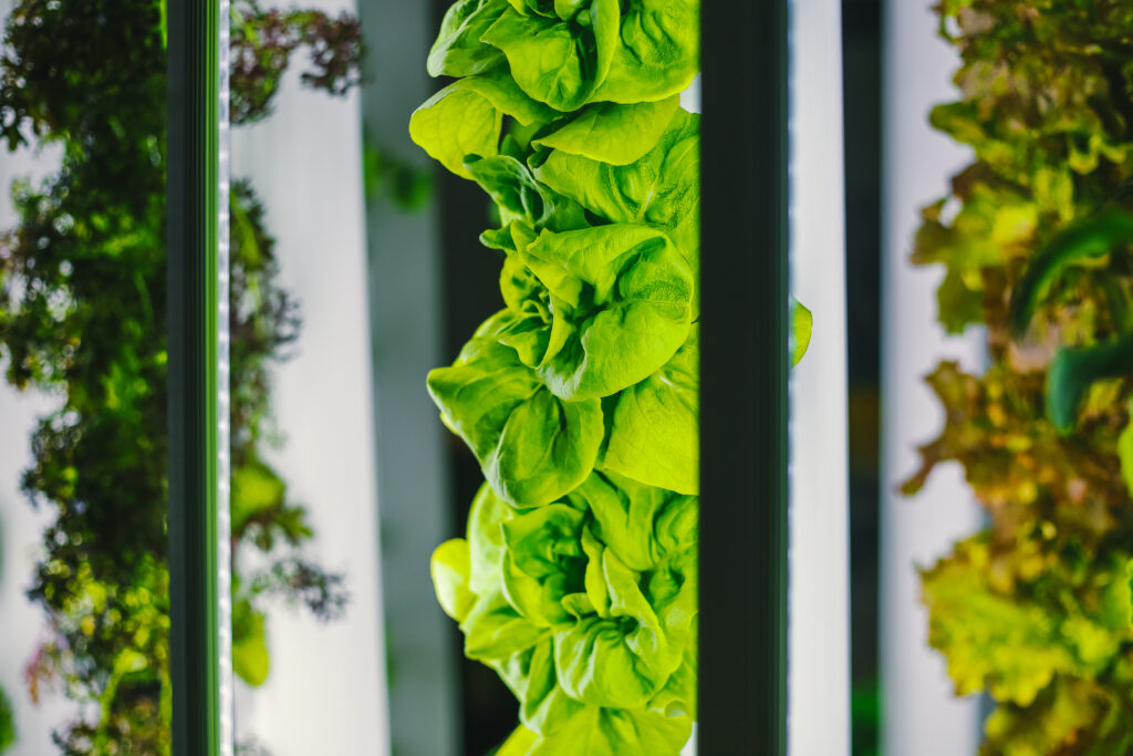 lettuces growing vertically on vertical farm