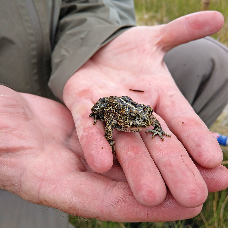 Dixie Valley toad in the hand of a U.S. Fish and Wildlife Service ranger.