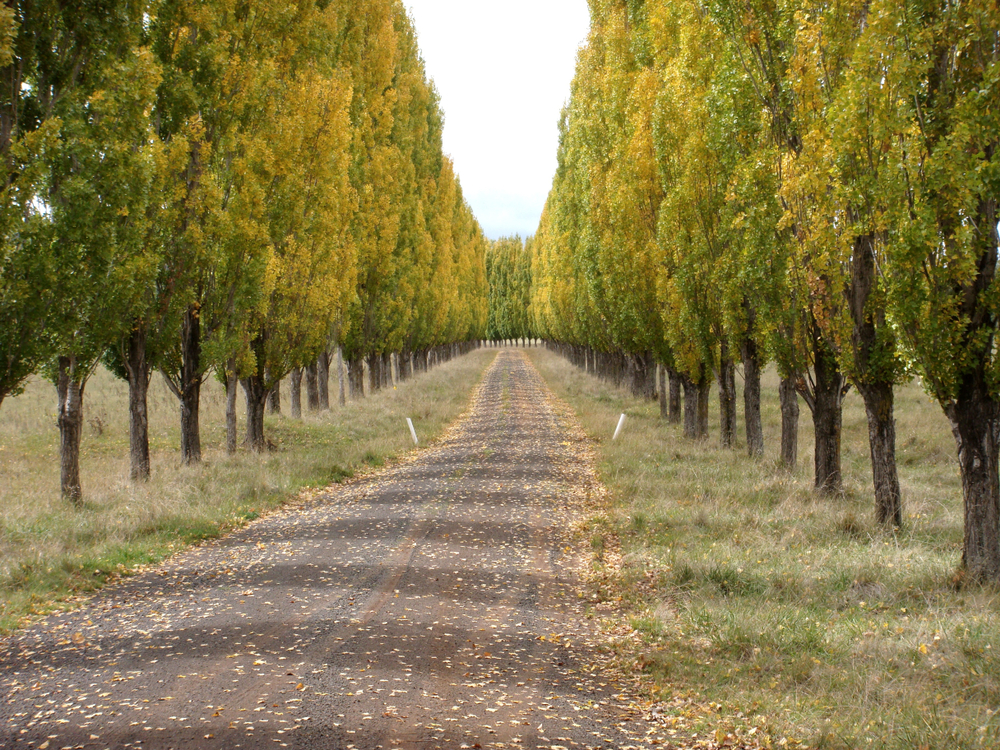 Country lane with long row of poplar trees, Tenterfield New South Wales, Australia