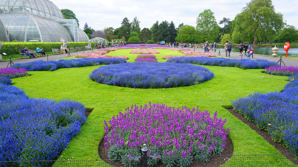 People stroll through Royal botanic gardens with blue and purple flowers in foreground