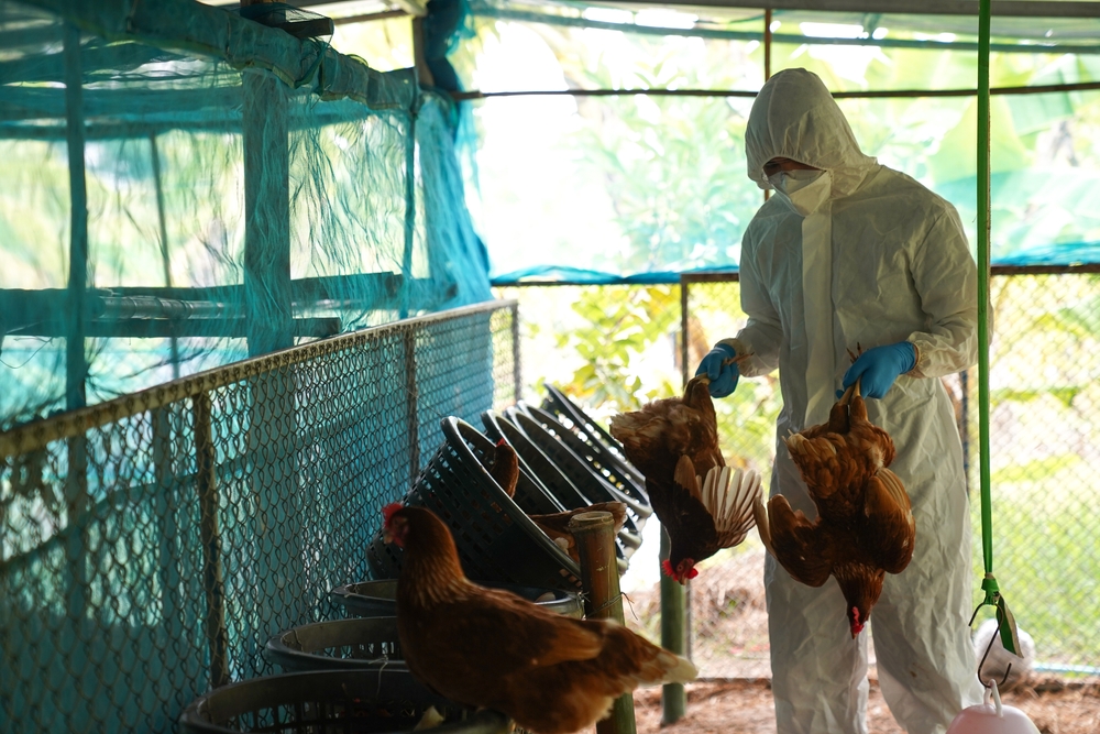 Veterinarian in protective gear with chicken carcass infected with bird flu