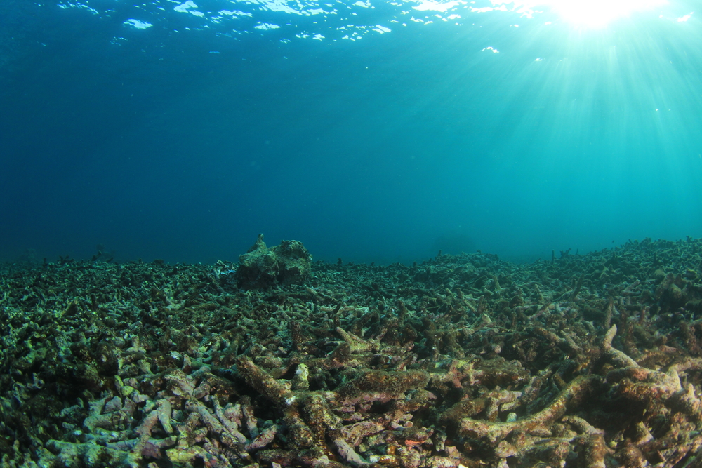 Image of ocean floor with dying coral reef and sun shining through the water. Climate change and rising ocean temperatures harms coral reefs.