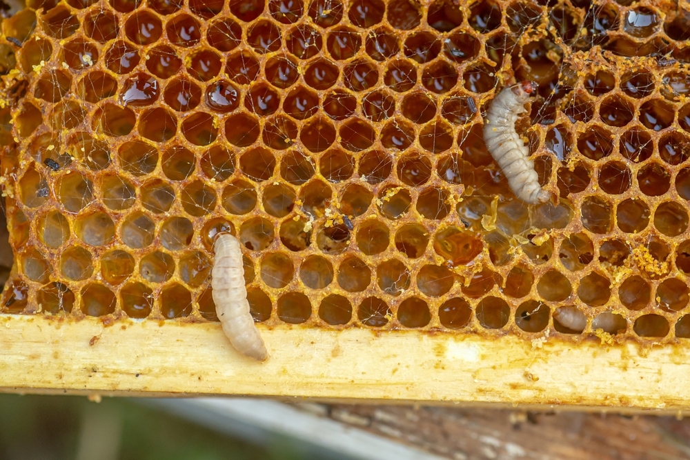 how can we save us from plastic? waxworms that destroy beehives give us a clue