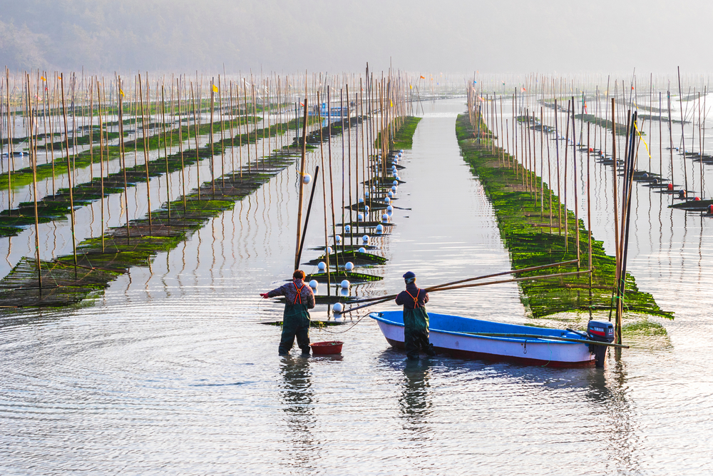 Two fisherman with boat in front ot seaweed farm
